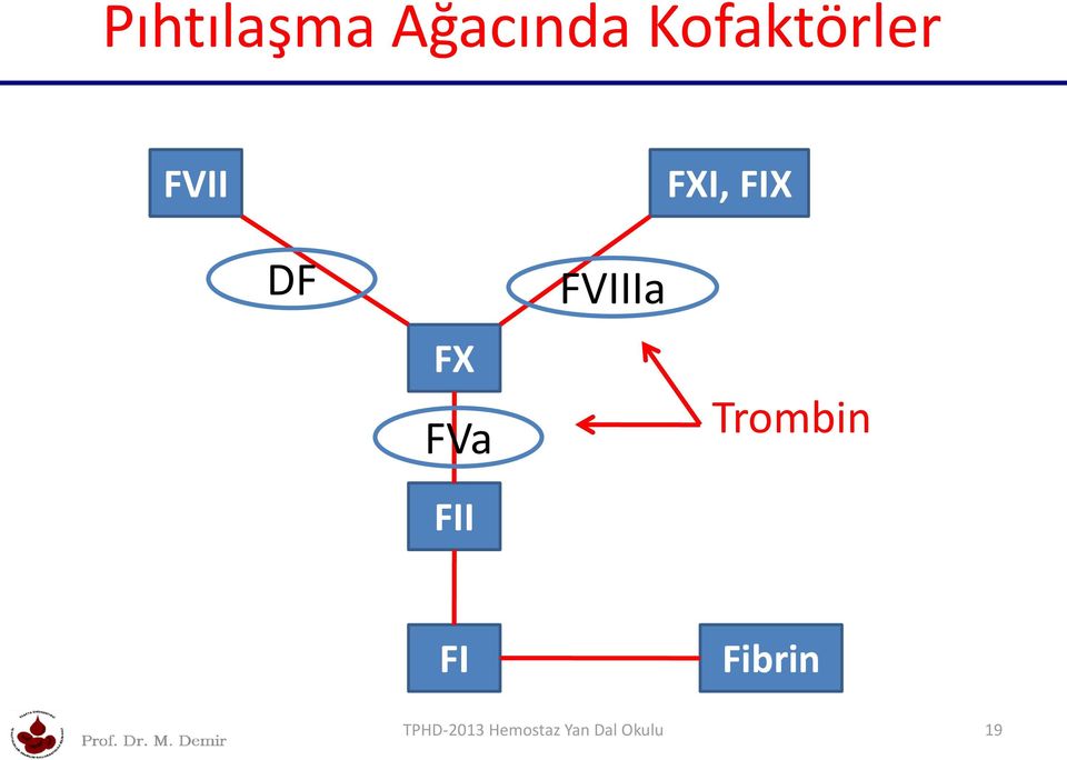 FX FVa FII FVIIIa Trombin FI