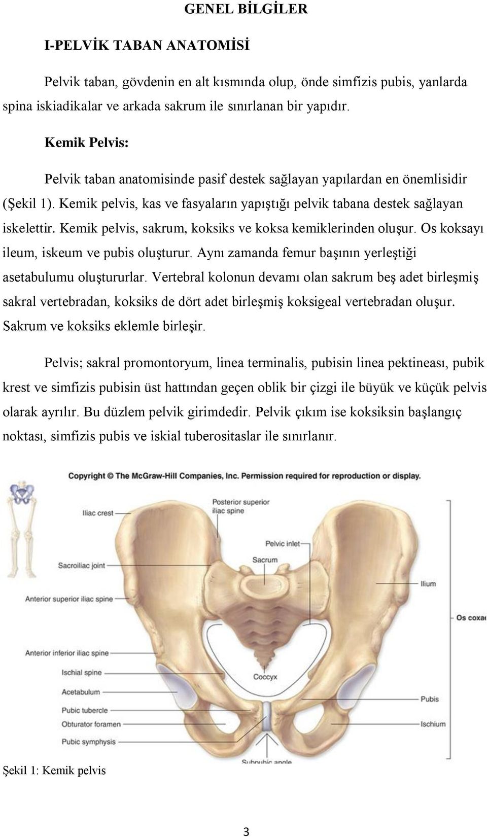 Kemik pelvis, sakrum, koksiks ve koksa kemiklerinden oluşur. Os koksayı ileum, iskeum ve pubis oluşturur. Aynı zamanda femur başının yerleştiği asetabulumu oluştururlar.