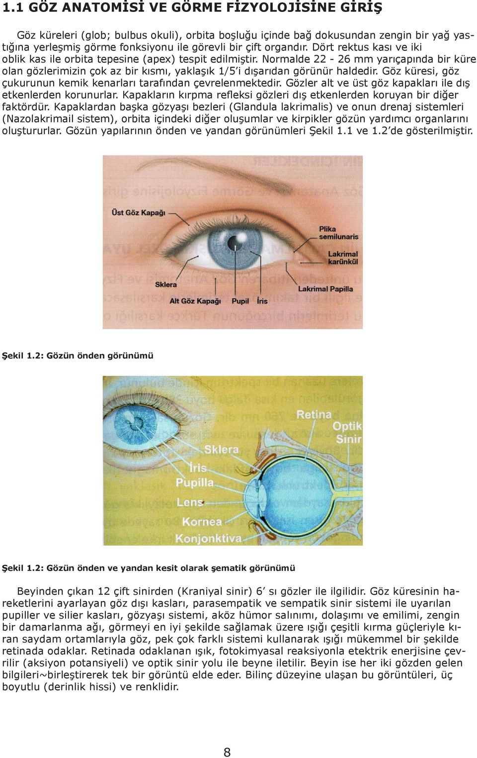 Normalde 22-26 mm yarıçapında bir küre olan gözlerimizin çok az bir kısmı, yaklaşık 1/5 i dışarıdan görünür haldedir. Göz küresi, göz çukurunun kemik kenarları tarafından çevrelenmektedir.