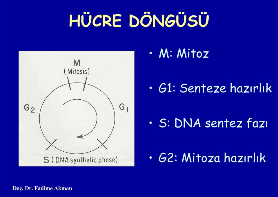 hazırlık S: DNA