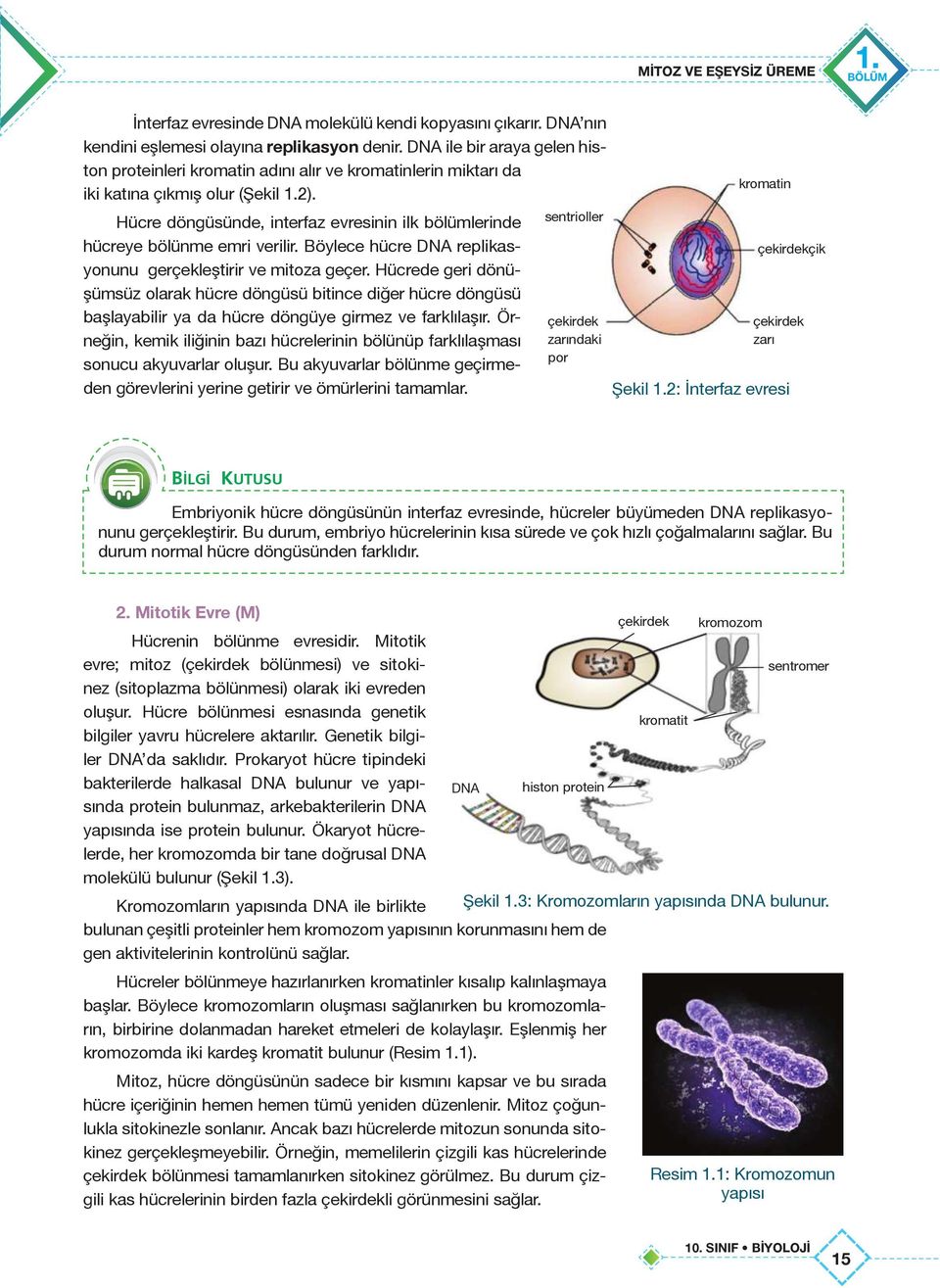 Hücre döngüsünde, interfaz evresinin ilk bölümlerinde hücreye bölünme emri verilir. Böylece hücre DNA replikasyonunu gerçekleştirir ve mitoza geçer.