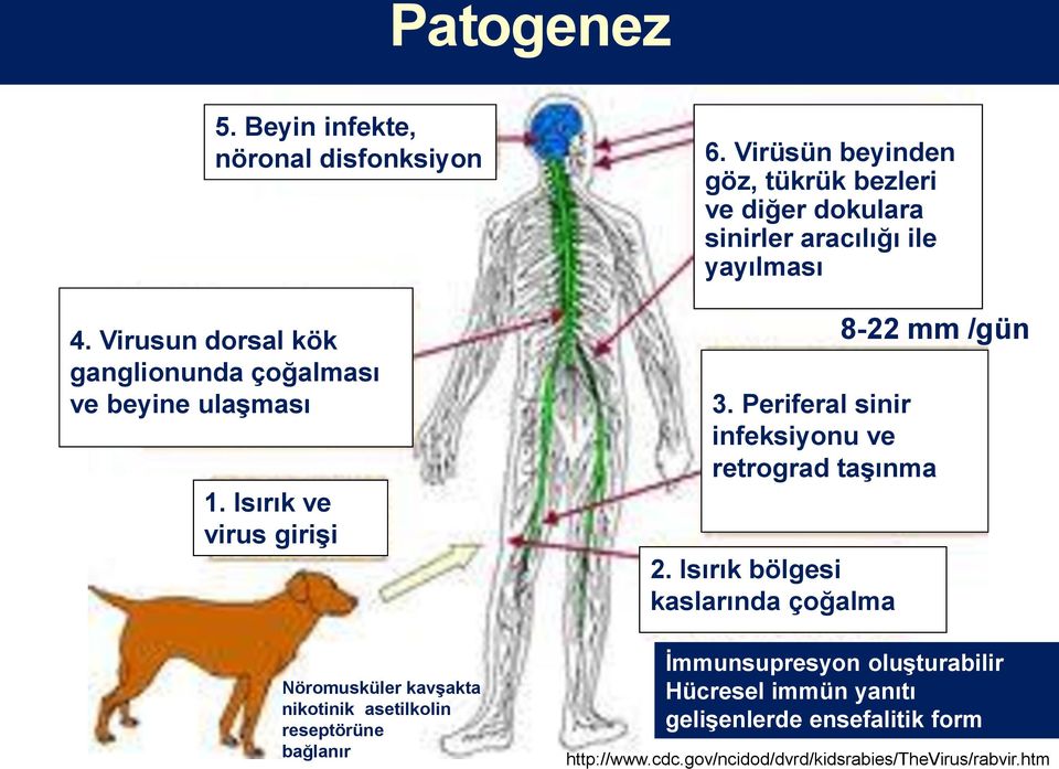 Virüsün beyinden göz, tükrük bezleri ve diğer dokulara sinirler aracılığı ile yayılması 3.