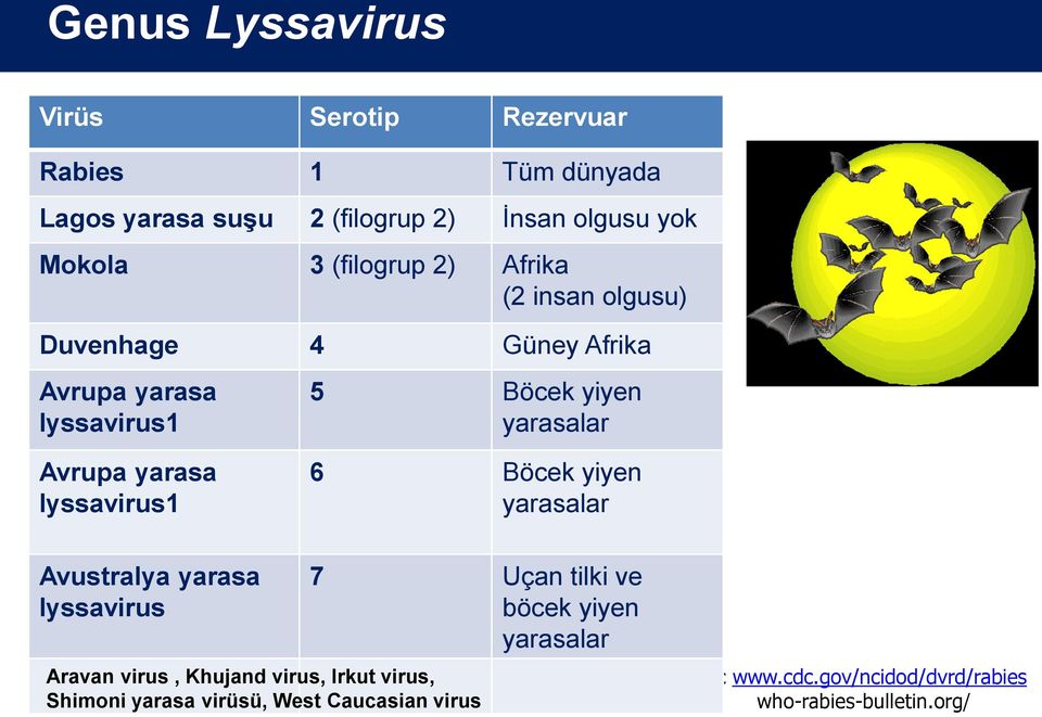 yarasa lyssavirus1 6 Böcek yiyen yarasalar Avustralya yarasa lyssavirus 7 Uçan tilki ve böcek yiyen yarasalar Aravan virus,