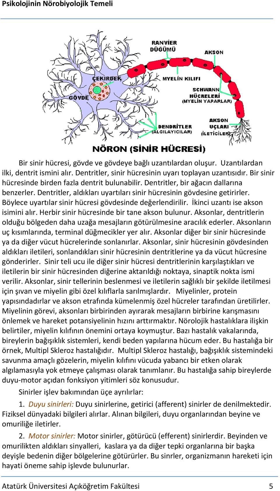 Böylece uyartılar sinir hücresi gövdesinde değerlendirilir. İkinci uzantı ise akson isimini alır. Herbir sinir hücresinde bir tane akson bulunur.