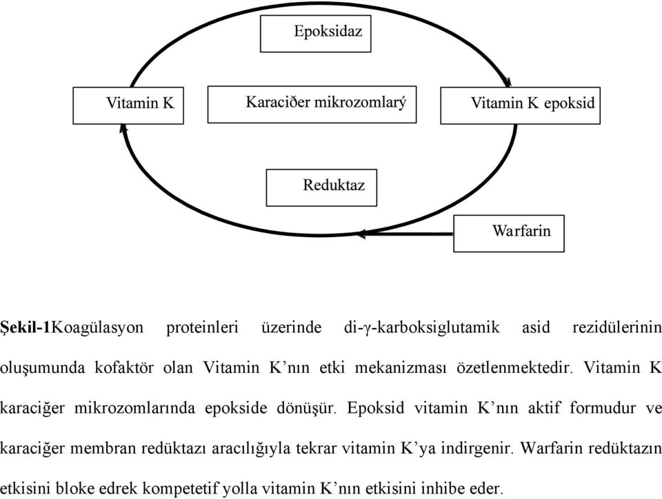 Vitamin K karaciğer mikrozomlarında epokside dönüşür.