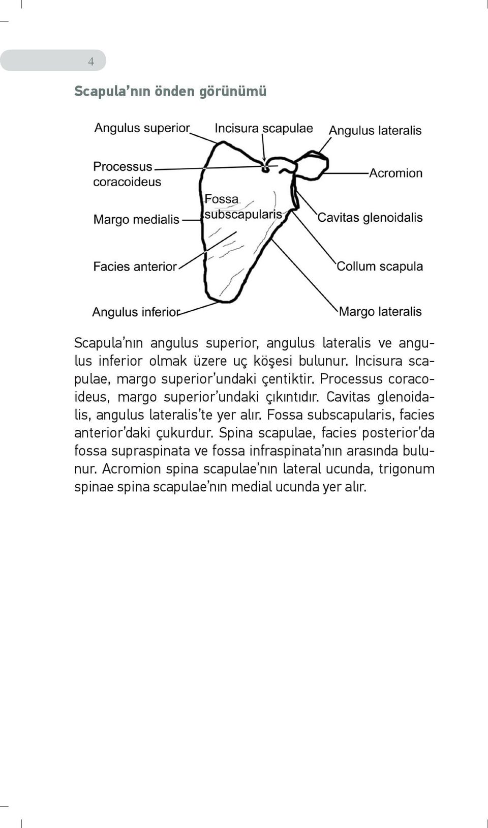 Cavitas glenoidalis, angulus lateralis te yer alır. Fossa subscapularis, facies anterior daki çukurdur.