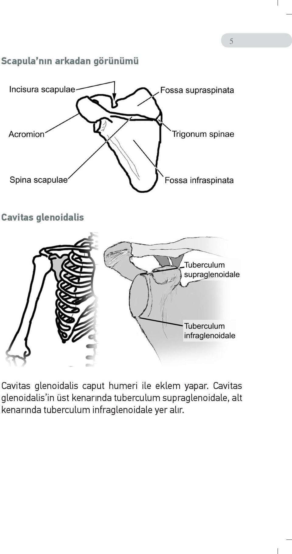 Cavitas glenoidalis in üst kenarında tuberculum