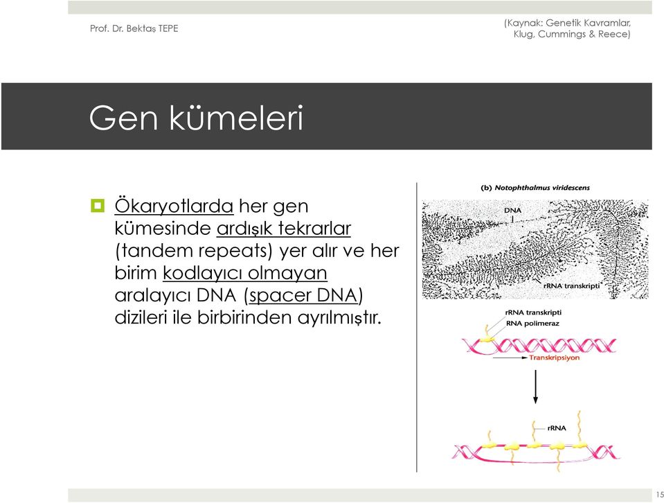 her birim kodlayıcı olmayan aralayıcı DNA