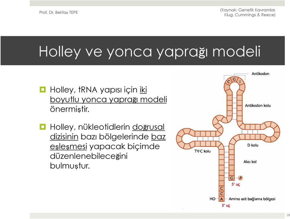 Holley, nükleotidlerin doğrusal dizisinin bazı