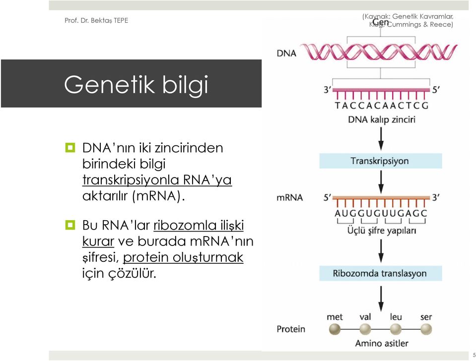Bu RNA lar ribozomla ilişki kurar ve burada