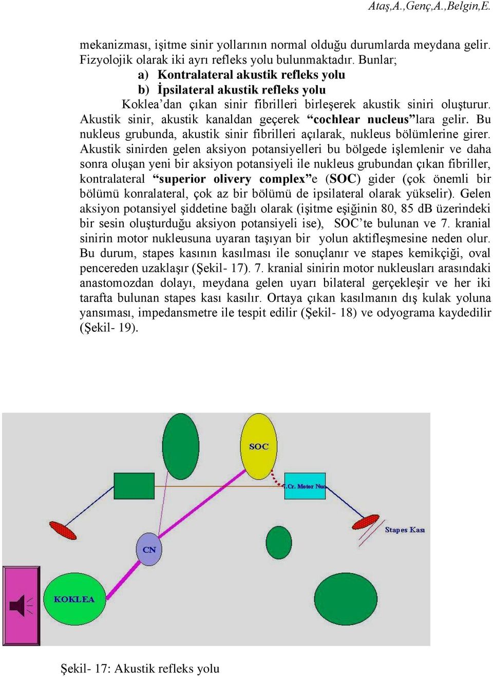 Akustik sinir, akustik kanaldan geçerek cochlear nucleus lara gelir. Bu nukleus grubunda, akustik sinir fibrilleri açılarak, nukleus bölümlerine girer.