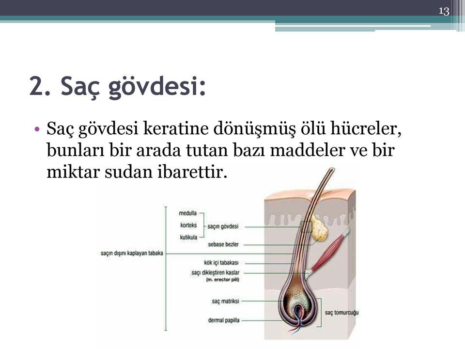 bunları bir arada tutan bazı