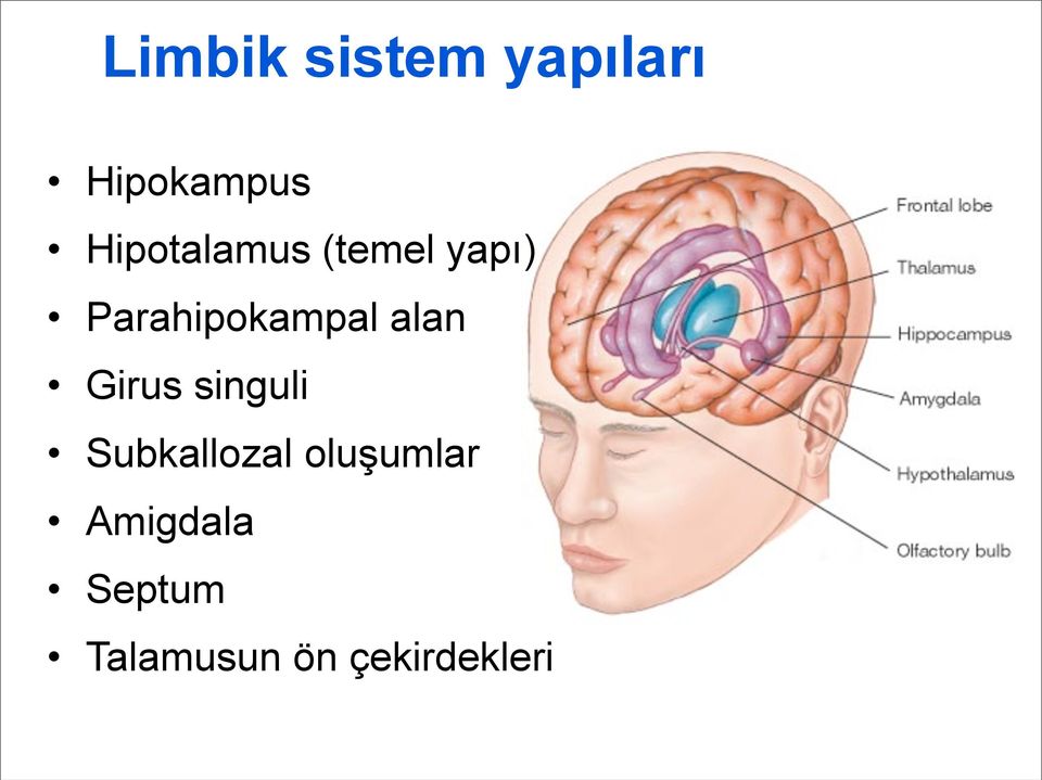 Parahipokampal alan Girus singuli