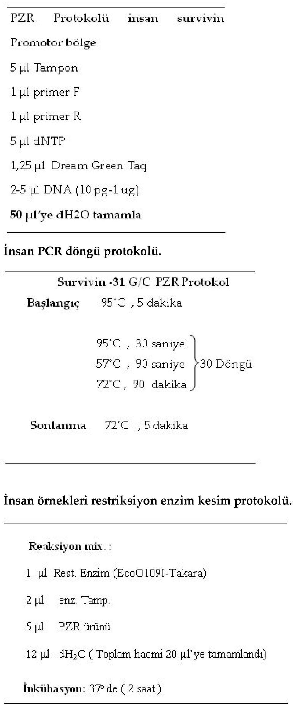 İnsan örnekleri