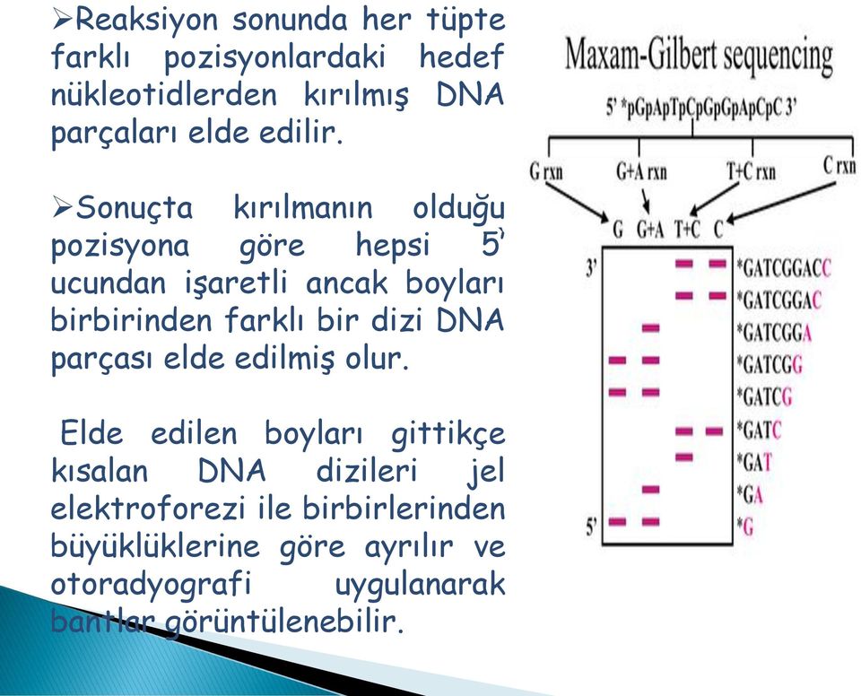 Sonuçta kırılmanın olduğu pozisyona göre hepsi 5 ucundan işaretli ancak boyları birbirinden farklı bir