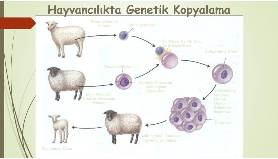 Hücresinin Alınması Yumurta Hücresinin Çekirdeğinin Çıkarılması Birleştirilmiş Hücrenin Normal