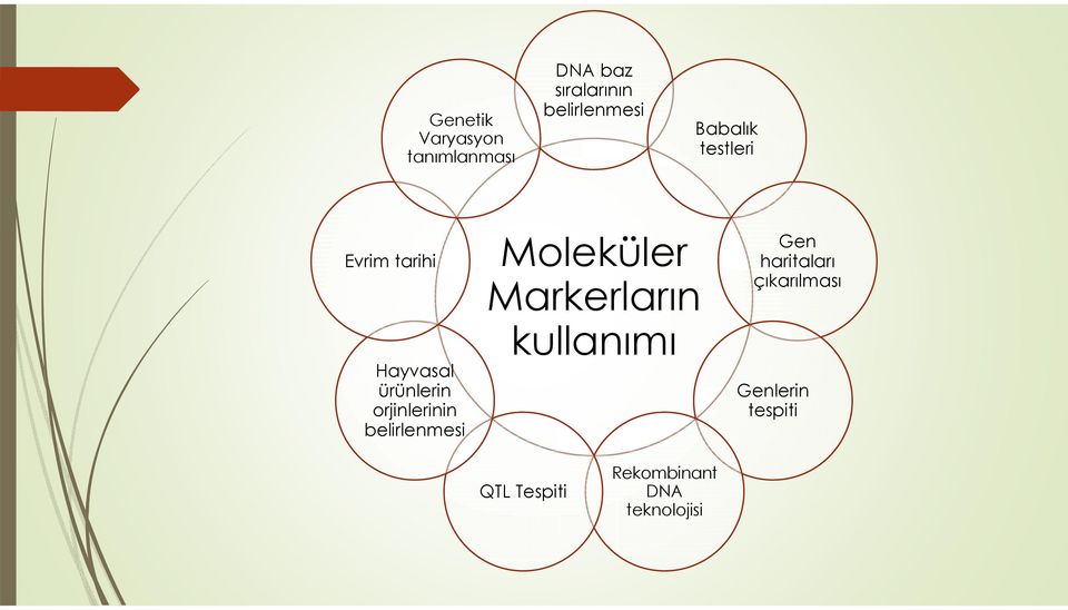 belirlenmesi Moleküler Markerların kullanımı Gen haritaları