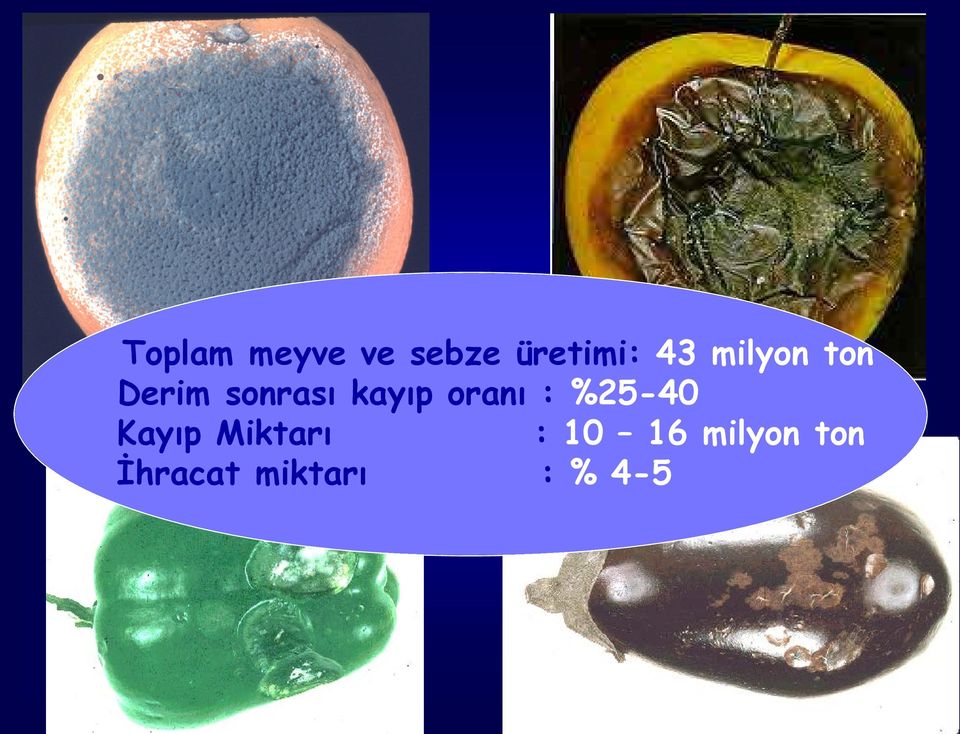 oranı : %25-40 Kayıp Miktarı : 10