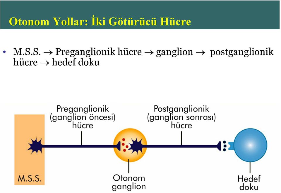 S. Preganglionik hücre