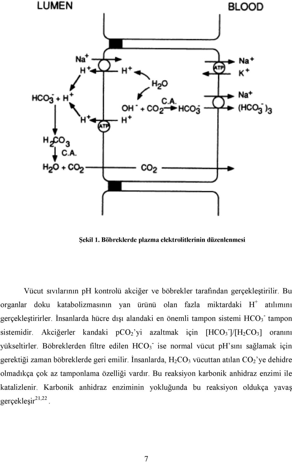 Akciğerler kandaki pco 2 yi azaltmak için [HCO - 3 ]/[H 2 CO 3 ] oranını - yükseltirler.