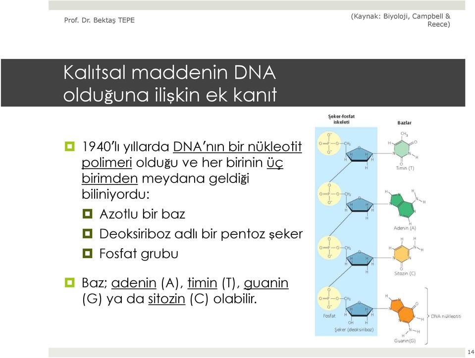 geldiği biliniyordu: Azotlu bir baz Deoksiriboz adlı bir pentoz şeker