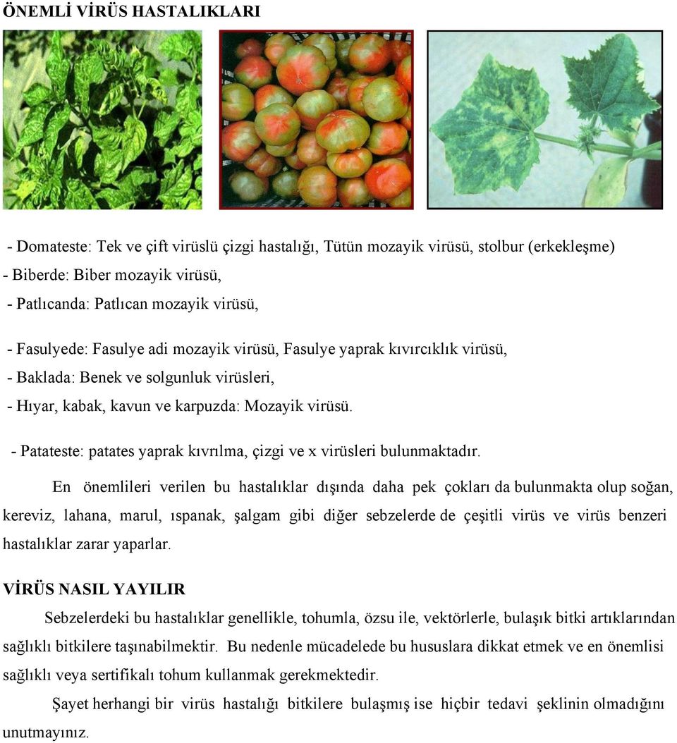 - Patateste: patates yaprak kıvrılma, çizgi ve x virüsleri bulunmaktadır.