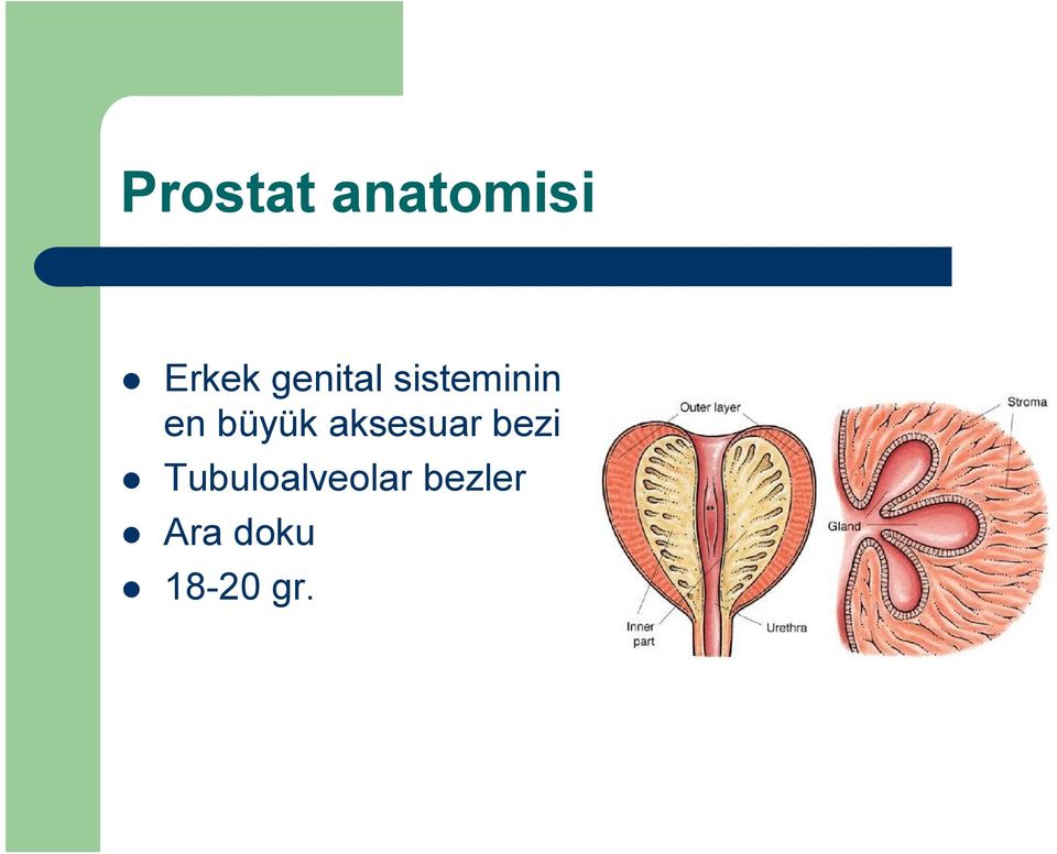 büyük aksesuar bezi