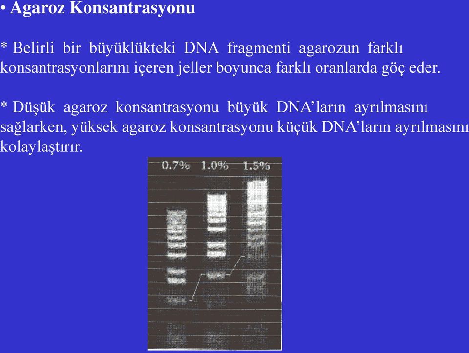 eder. * Düşük agaroz konsantrasyonu büyük DNA ların ayrılmasını