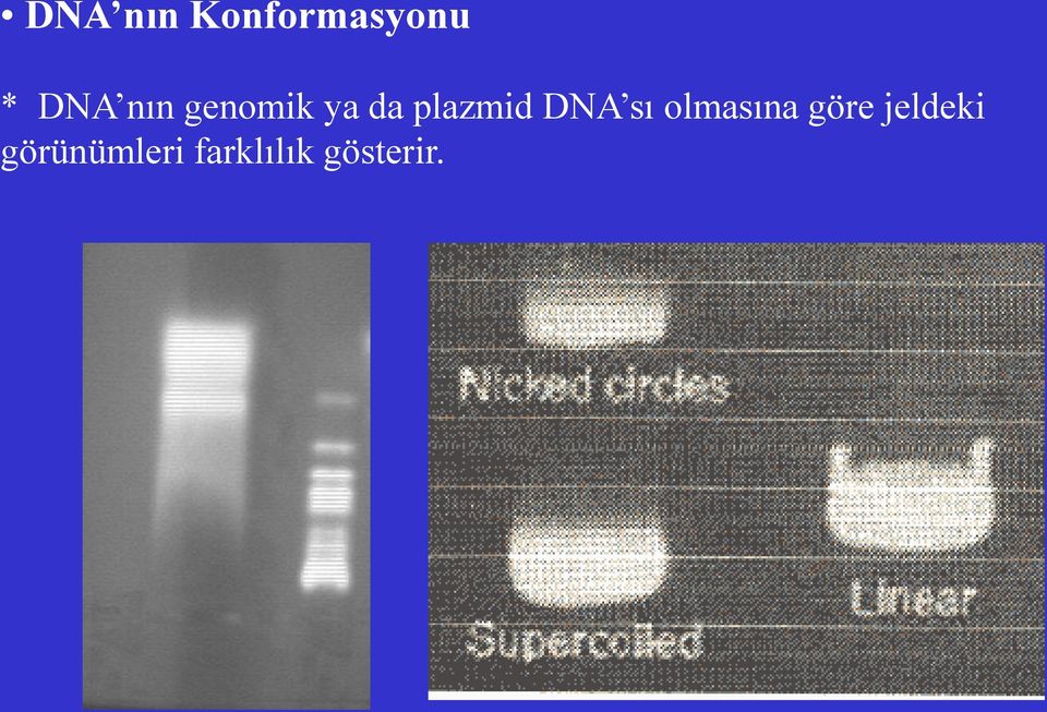 DNA sı olmasına göre jeldeki