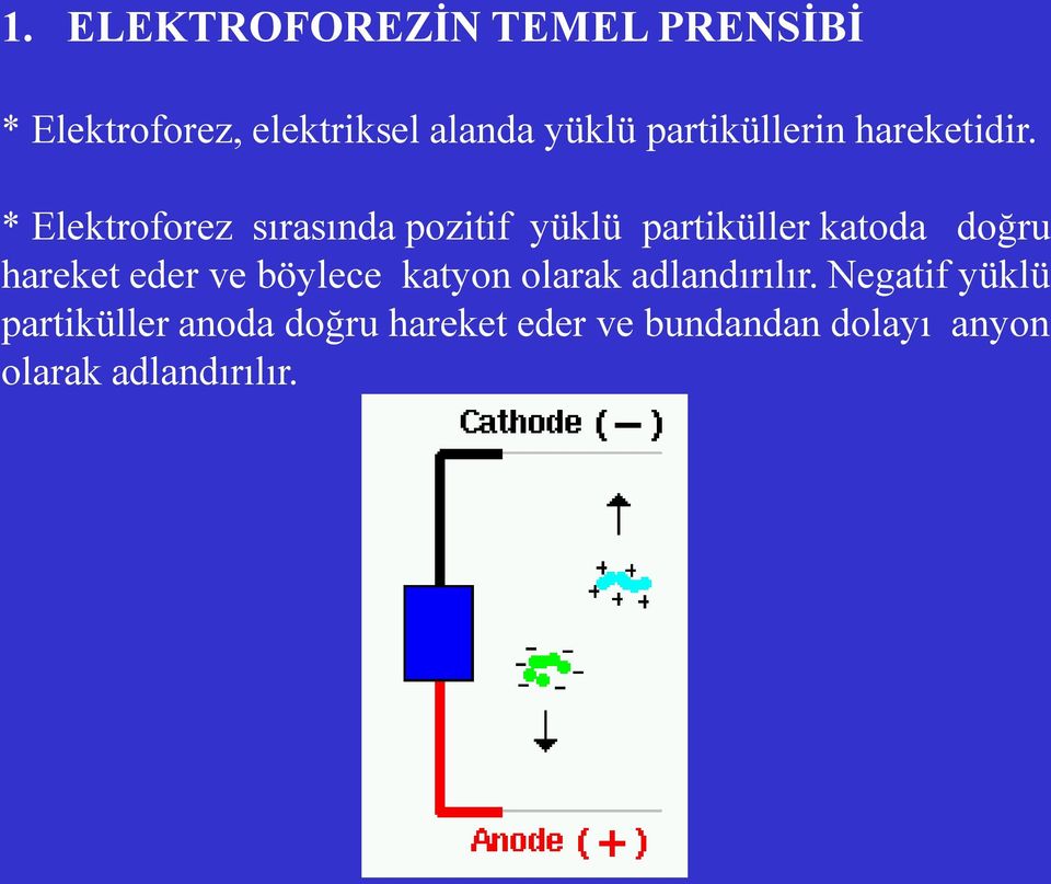 * Elektroforez sırasında pozitif yüklü partiküller katoda doğru hareket eder