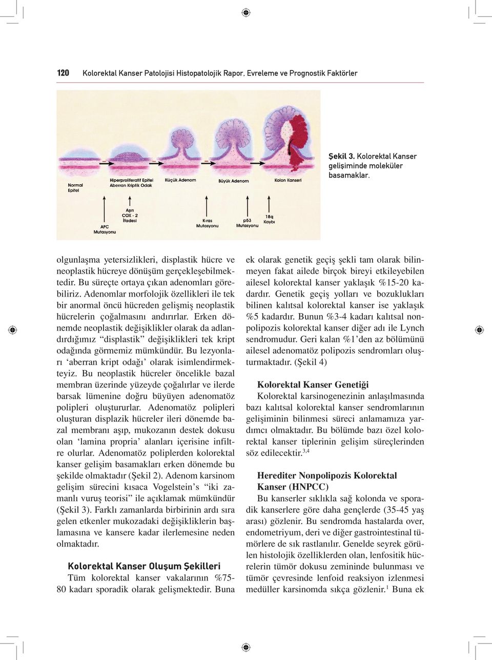 Adenomlar morfolojik özellikleri ile tek bir anormal öncü hücreden gelişmiş neoplastik hücrelerin çoğalmasını andırırlar.