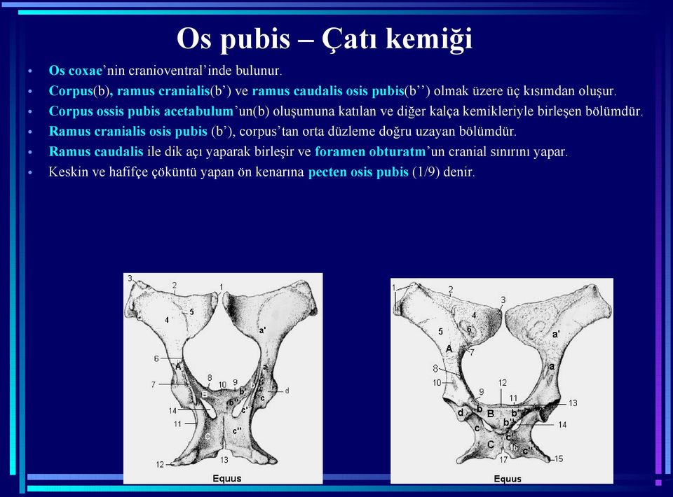 Corpus ossis pubis acetabulum un(b) oluşumuna katılan ve diğer kalça kemikleriyle birleşen bölümdür.