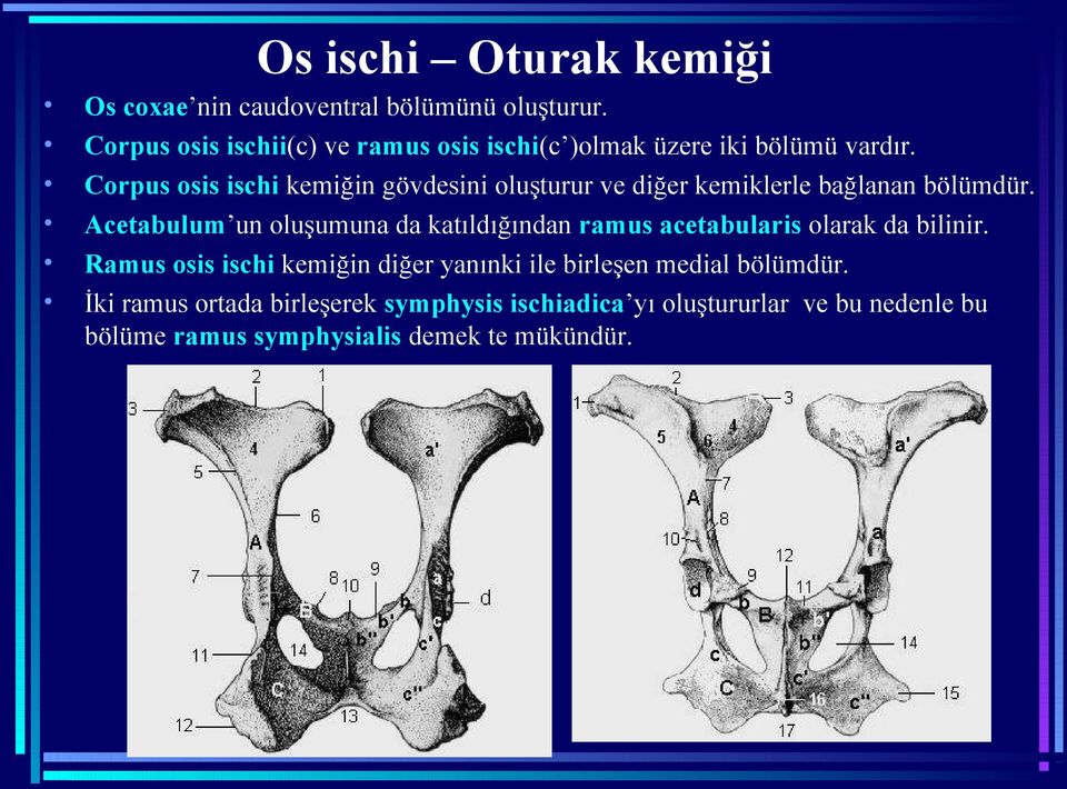 Corpus osis ischi kemiğin gövdesini oluşturur ve diğer kemiklerle bağlanan bölümdür.