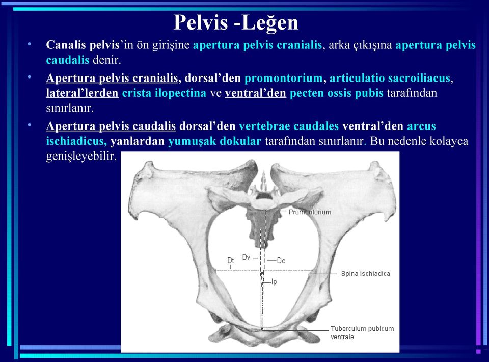 Apertura pelvis cranialis, dorsal den promontorium, articulatio sacroiliacus, lateral lerden crista ilopectina ve