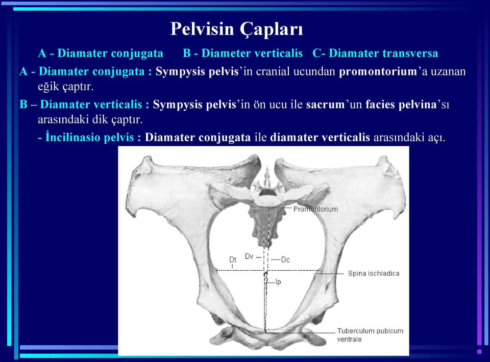 B Diamater verticalis : Sympysis pelvis in ön ucu ile sacrum un facies pelvina sı