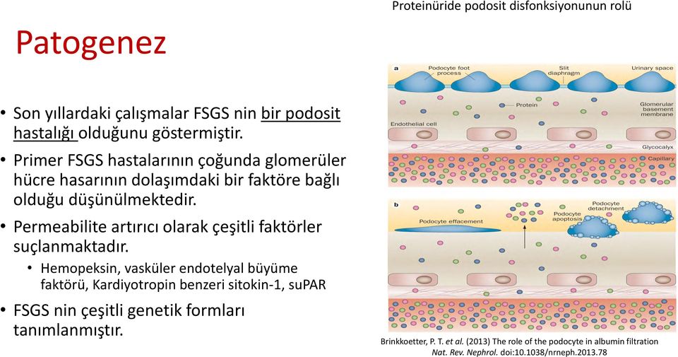 Permeabilite artırıcı olarak çeşitli faktörler suçlanmaktadır.