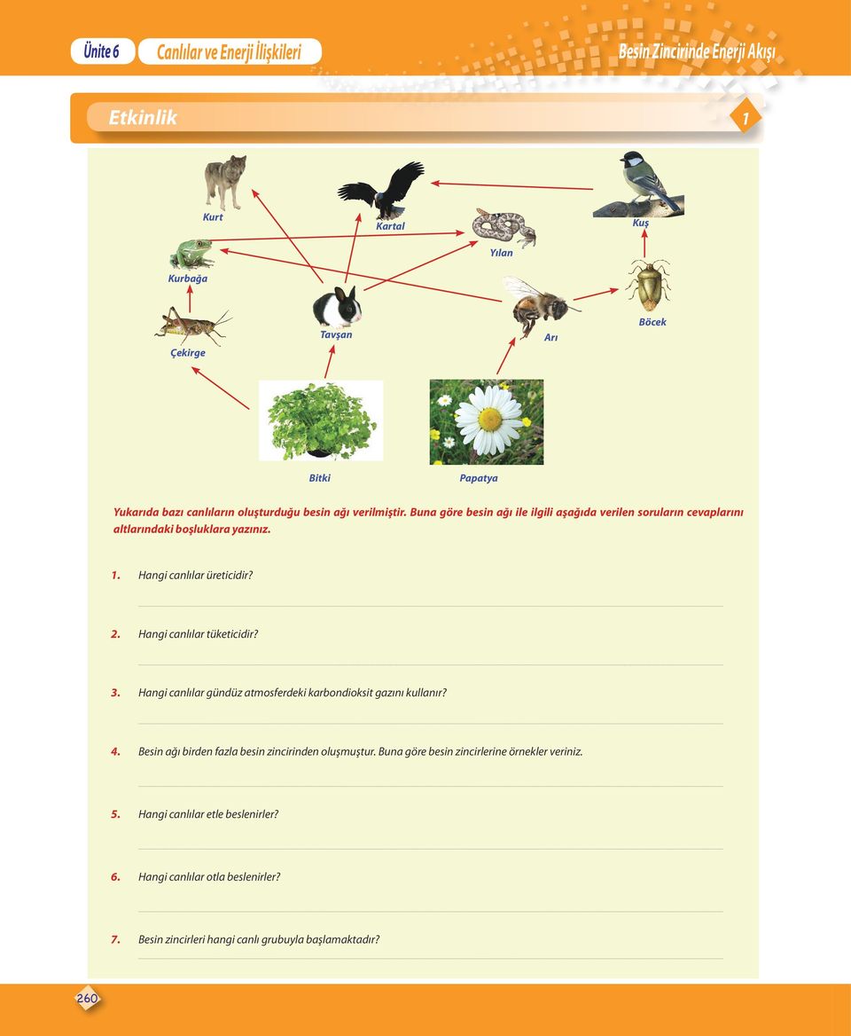 Hangi canlılar tüketicidir? 3. Hangi canlılar gündüz atmosferdeki karbondioksit gazını kullanır? 4. Besin ağı birden fazla besin zincirinden oluşmuştur.
