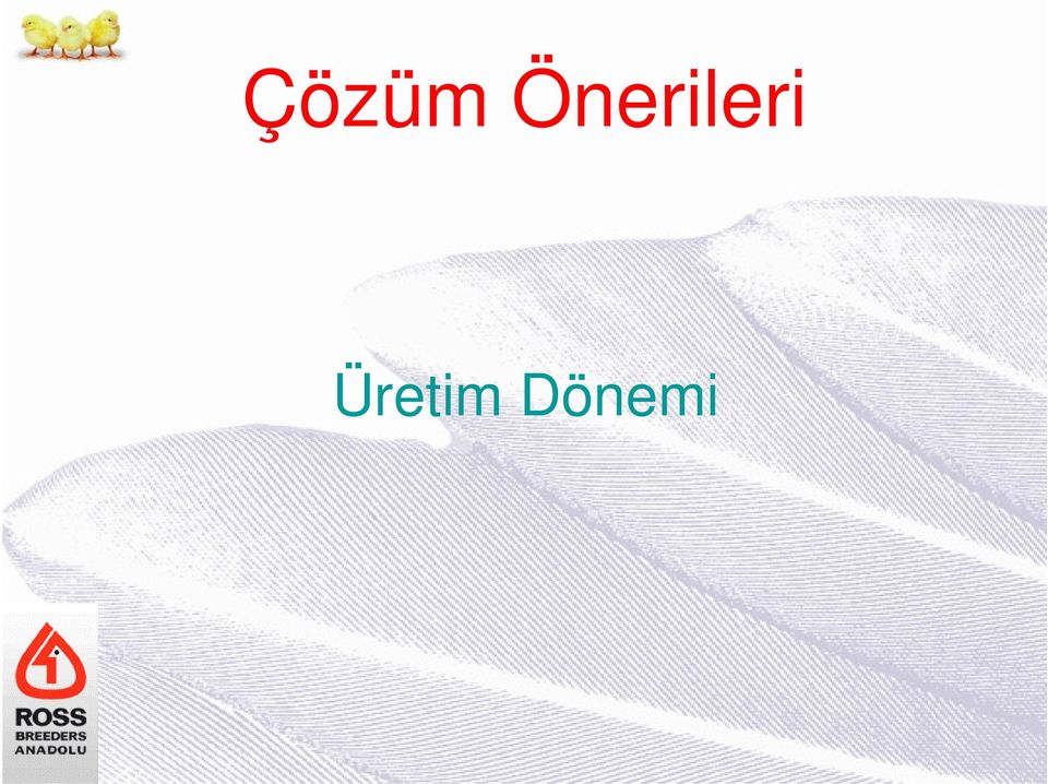 Follukların çok erken açılması hayvanların folluğa olan ilgisini azaltacak ve hatta kümes içersinde başka bir yere