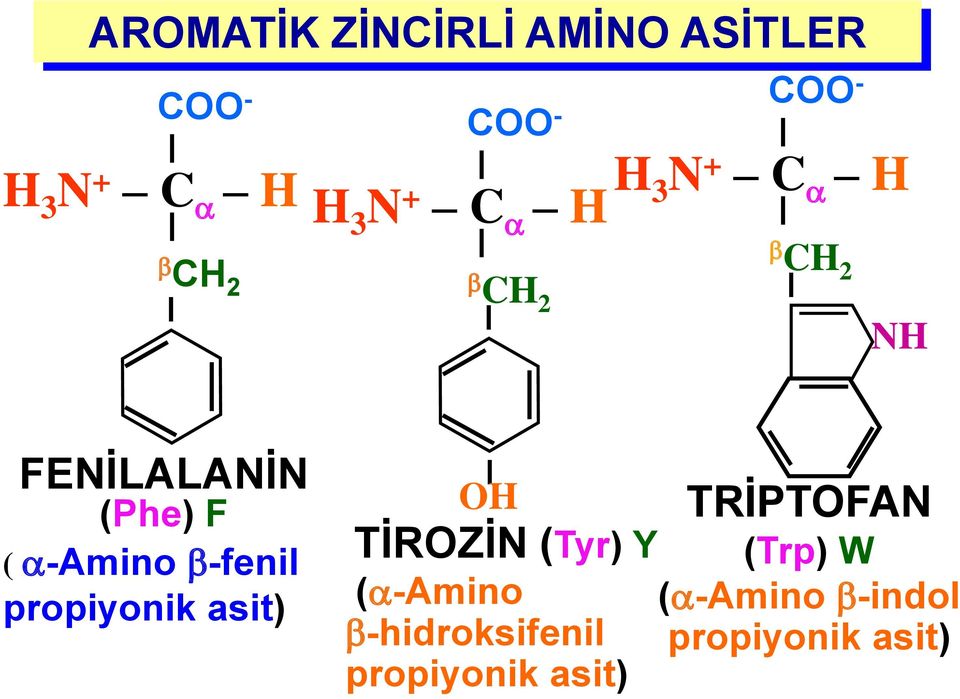 AMİNO ASİTLER. COO - H 3 N + C a H R - PDF Ücretsiz indirin