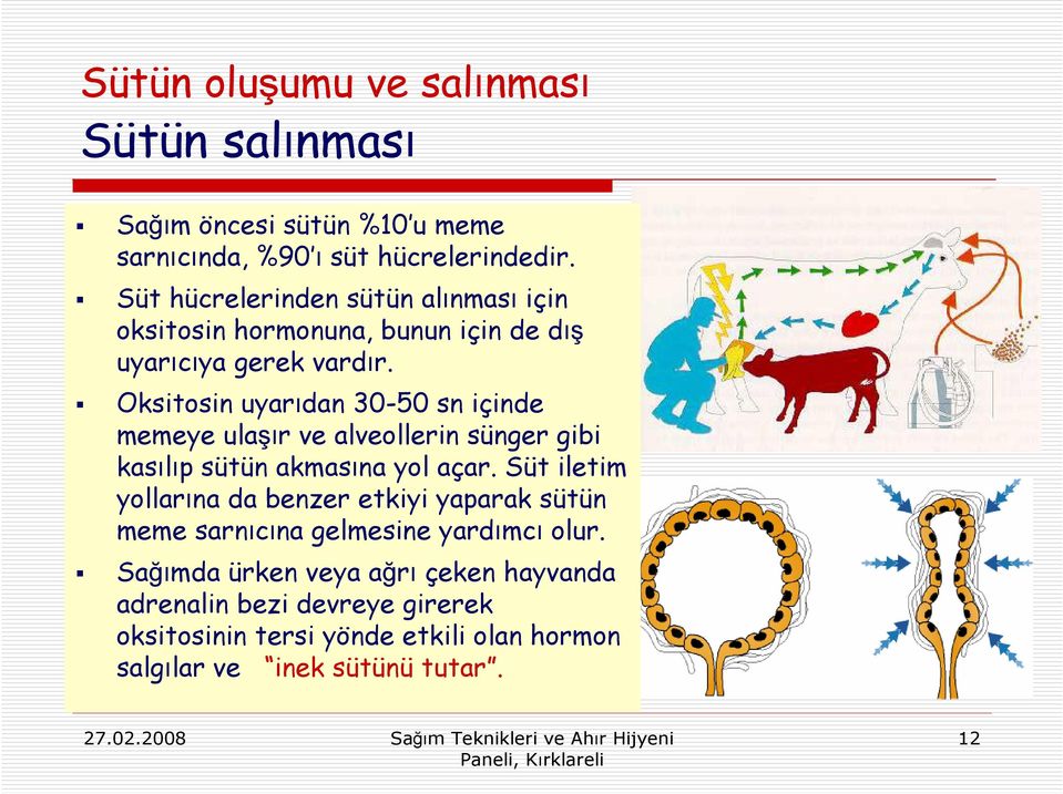 Oksitosin uyarıdan 30-50 sn içinde memeye ulaşır ve alveollerin sünger gibi kasılıp sütün akmasına yol açar.