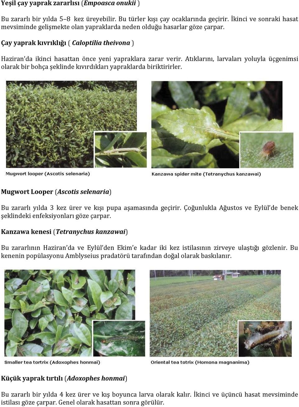Çay yaprak kıvrıklığı ( Caloptilia theivona ) Haziran da ikinci hasattan önce yeni yapraklara zarar verir.