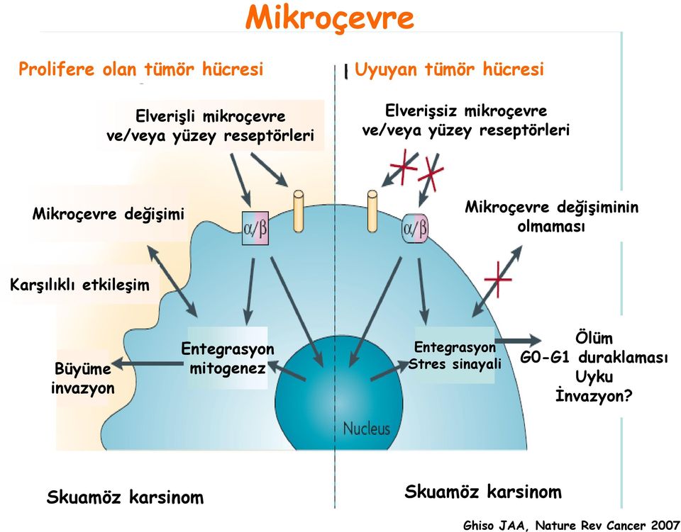 değişiminin olmaması Karşılıklı etkileşim Büyüme invazyon Entegrasyon mitogenez Entegrasyon Stres