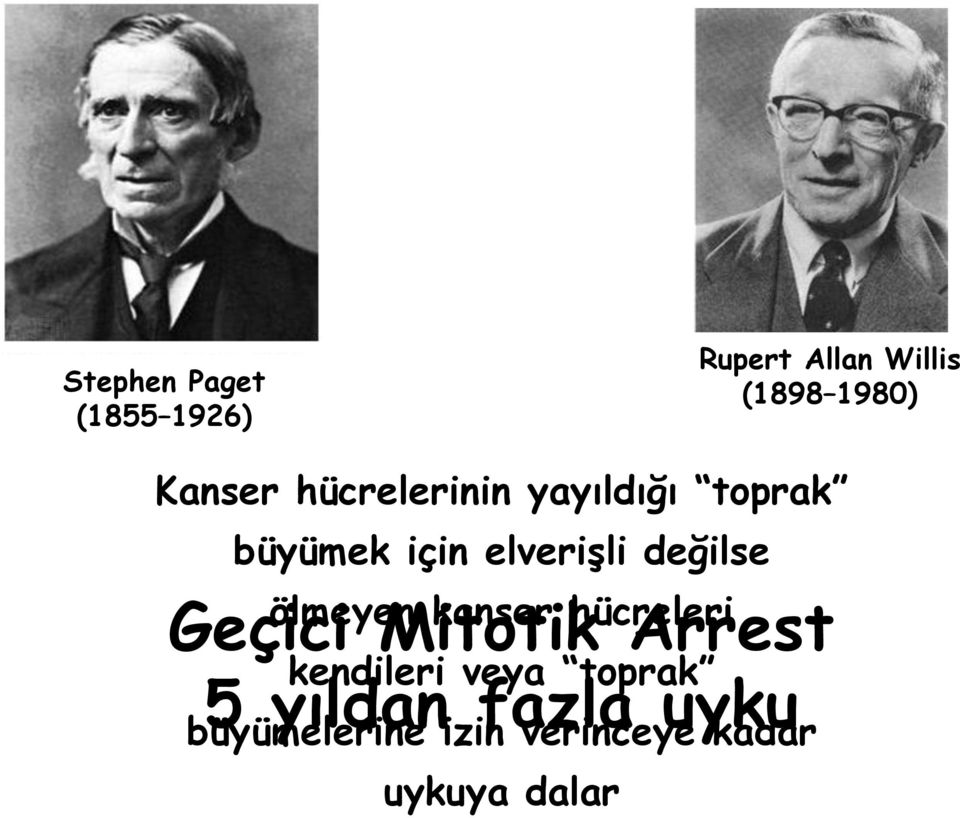 ölmeyen kanser hücreleri Geçici Mitotik Arrest kendileri veya