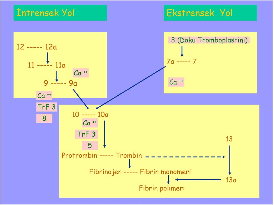 TrF 3 8 10 ----- 10a Protrombin ----- Trombin Ca ++ Ca ++ Ca