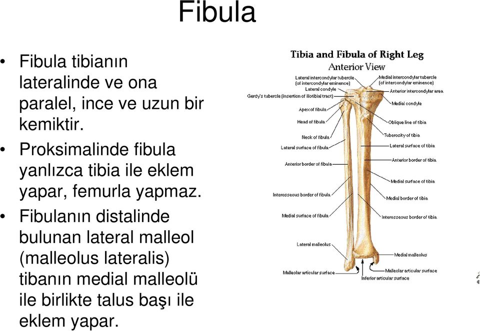 Proksimalinde fibula yanlızca tibia ile eklem yapar, femurla yapmaz.