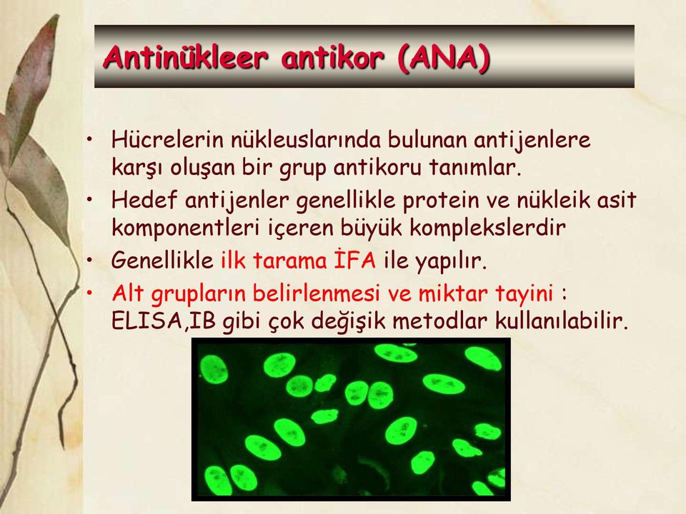 Hedef antijenler genellikle protein ve nükleik asit komponentleri içeren büyük