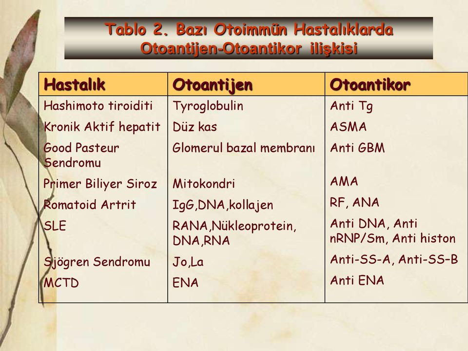 Bazı Otoimmün Hastalıklarda Otoantijen-Otoantikor ilişkisi Tyroglobulin Düz kas Glomerul bazal membranı