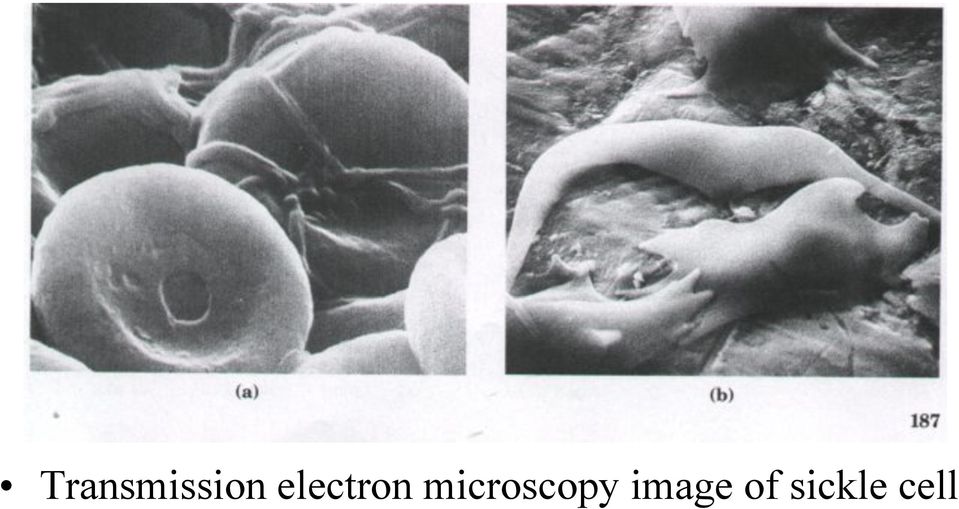 microscopy