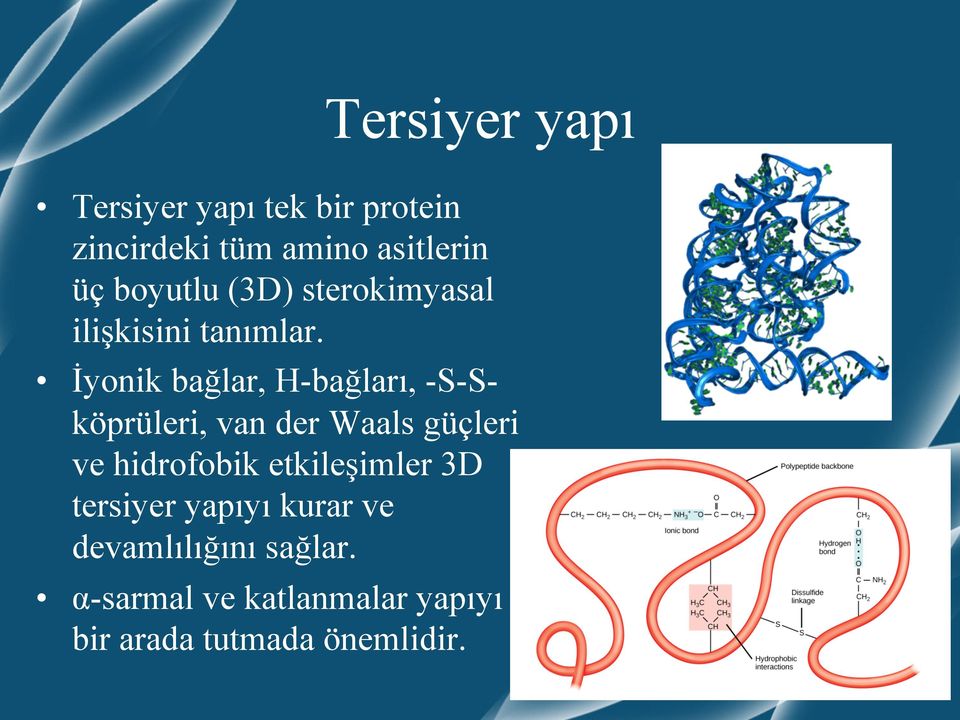 İyonik bağlar, H-bağları, -S-Sköprüleri, van der Waals güçleri ve hidrofobik