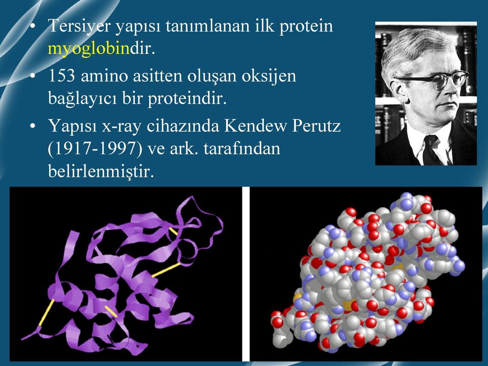 153 amino asitten oluşan oksijen bağlayıcı bir